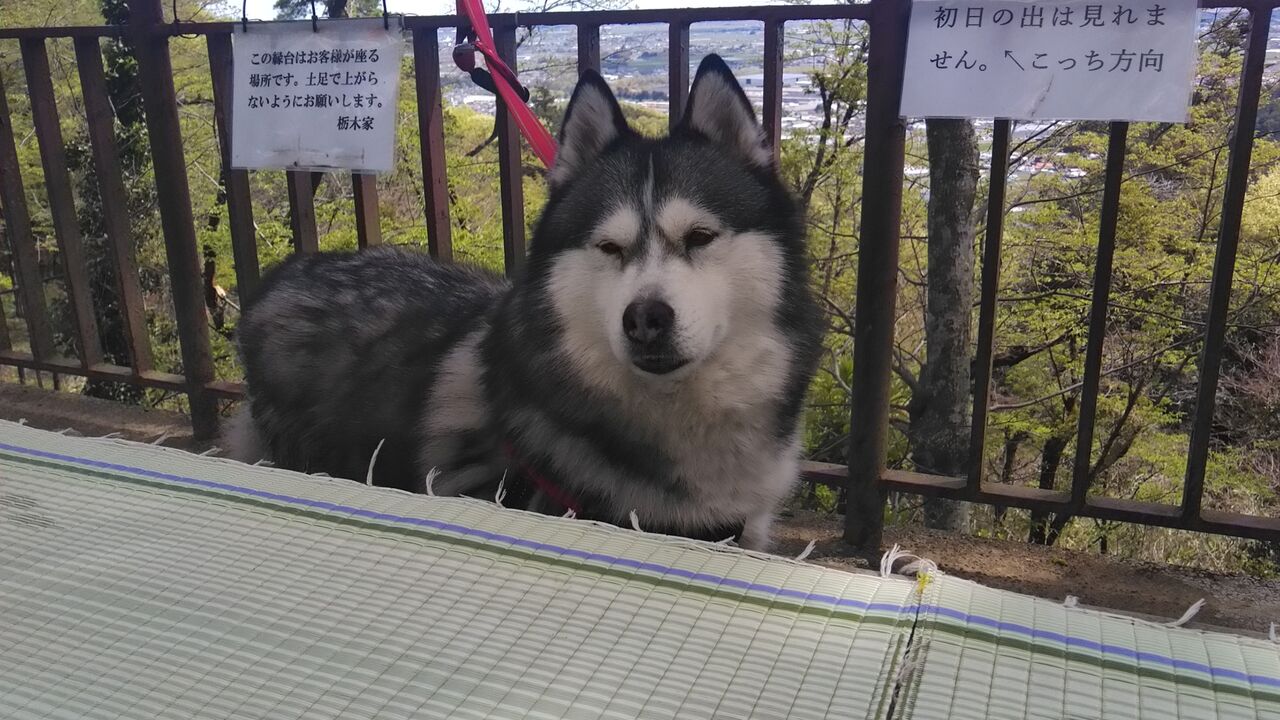 0419 出流山やまさんぽ シベリアンハスキー ニコ アズノンメモリアル 0419 出流山やまさんぽ シベリアンハスキー ニコ アズノンメモリアル