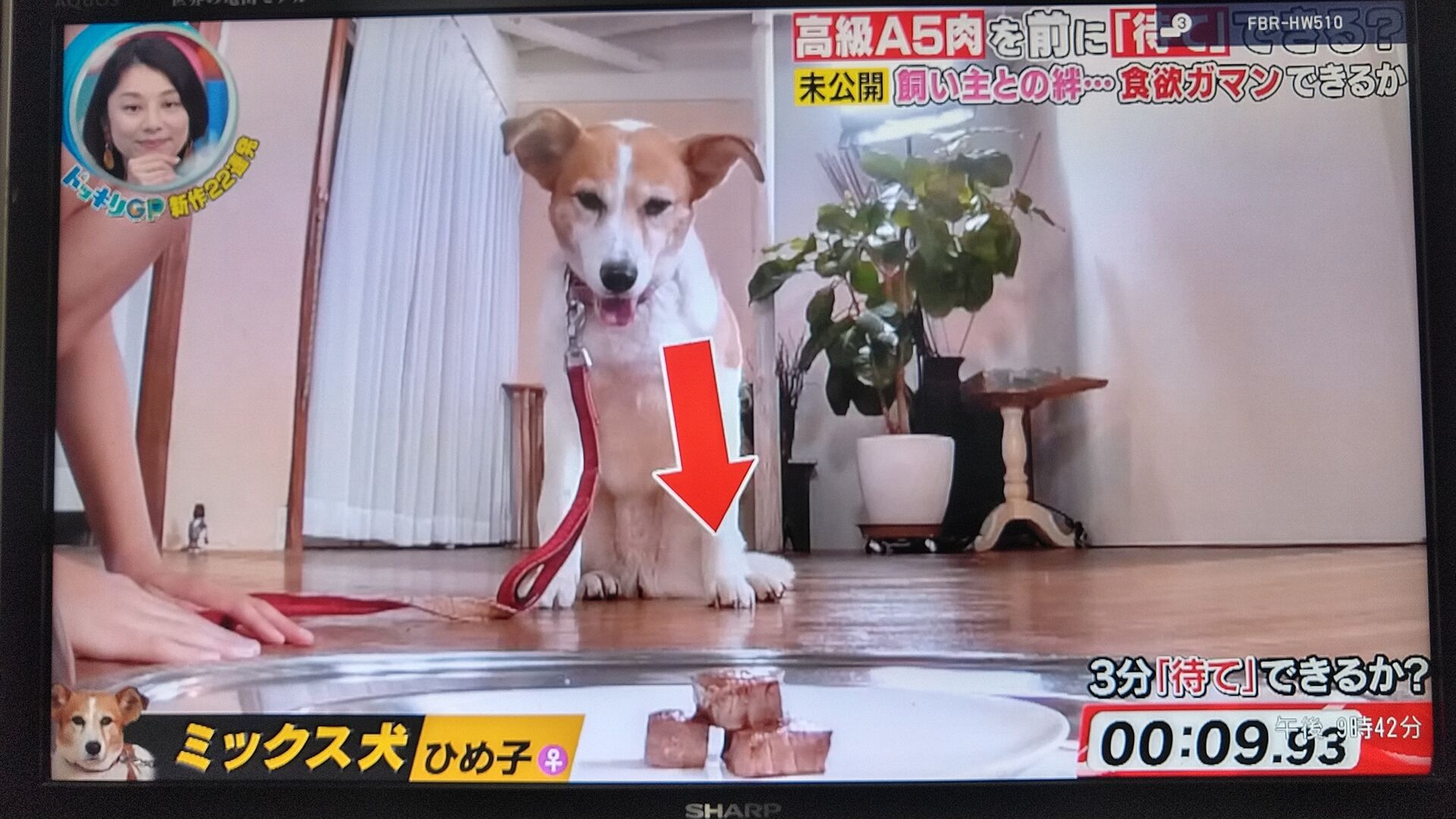 0912 名前だけの出演 シベリアンハスキー ニコ アズノンメモリアル