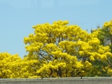 Golden shower tree?