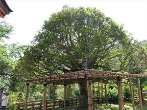 DSC03132_R