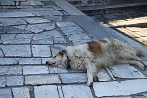 IMG_8361