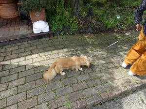 DSC02780_R
