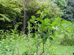 DSC09305_R