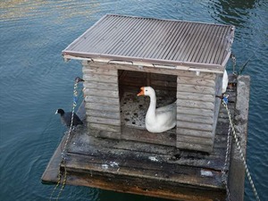 DSC03237_R