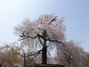 DSC09286_R