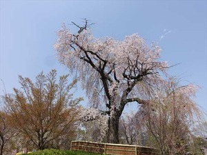 DSC09284_R
