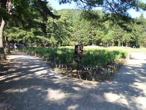 IMG_0953_R