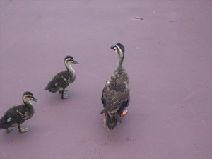 IMG_5145_R