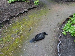 DSC09334_R