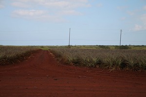 IMG_0443