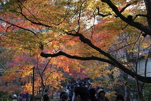 IMG_8954