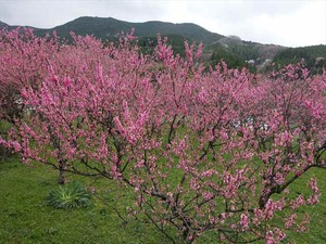 DSC08993_R
