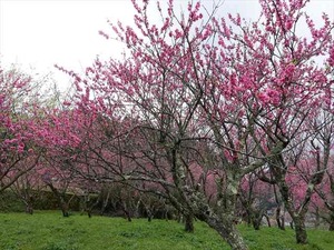DSC08992_R