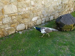 DSC07516_R