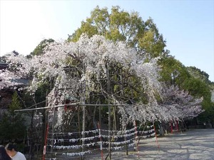 DSC09339_R