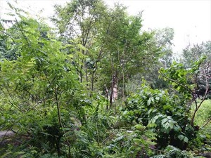 DSC09285_R