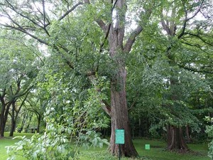 DSC09300_R