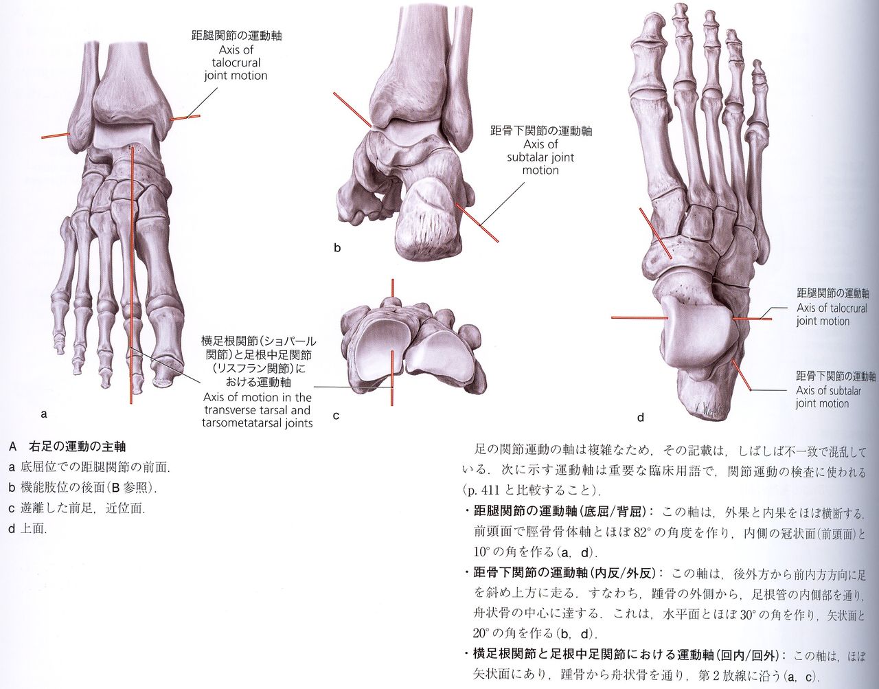 足 関節 底 屈 足 関節 底 屈