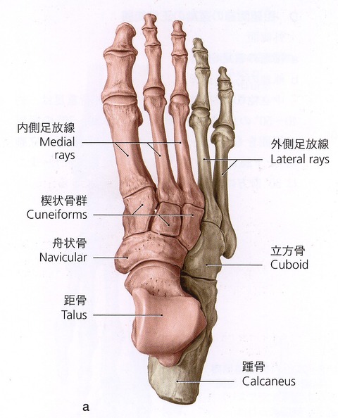 足部の機能分類
