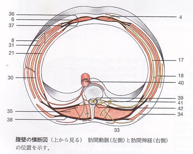 腹横筋 フィニッシュ カイロ 脳身研究所のblog