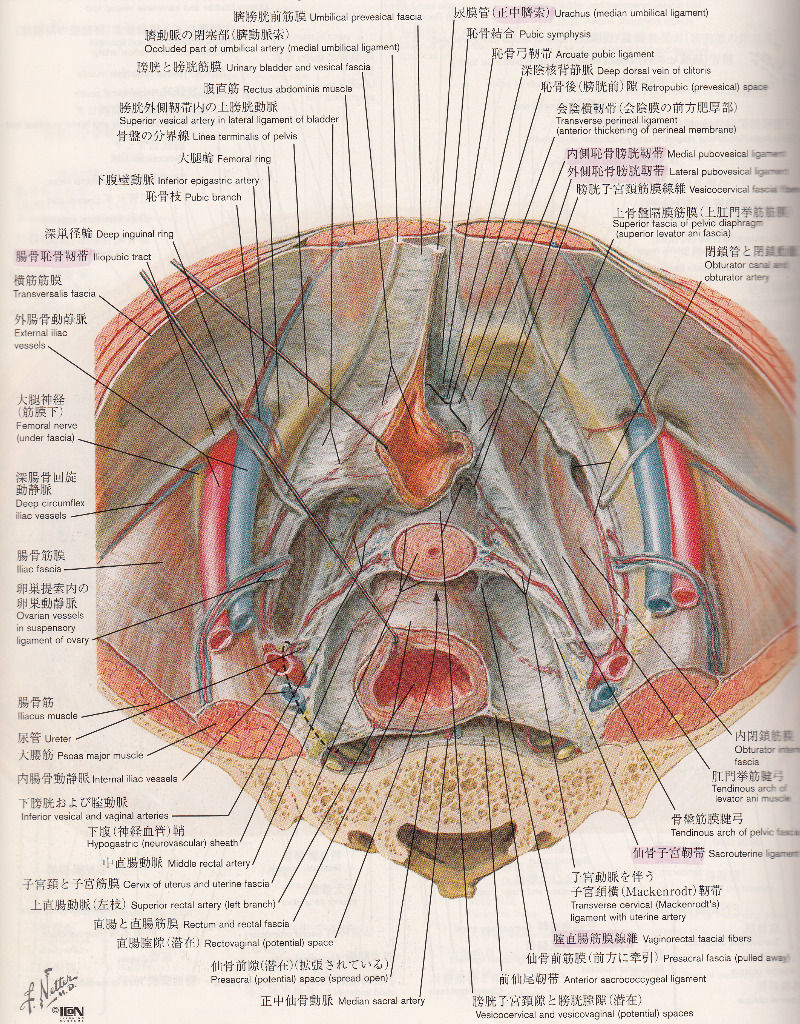腰痛 子宮仙骨靱帯 フィニッシュ カイロ 脳身研究所のblog 腰痛 子宮仙骨靱帯 フィニッシュ カイロ 脳身研究所のblog