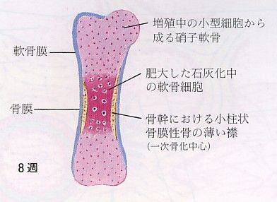 二次骨化中心 : フィニッシュ カイロ 脳身研究所のblog