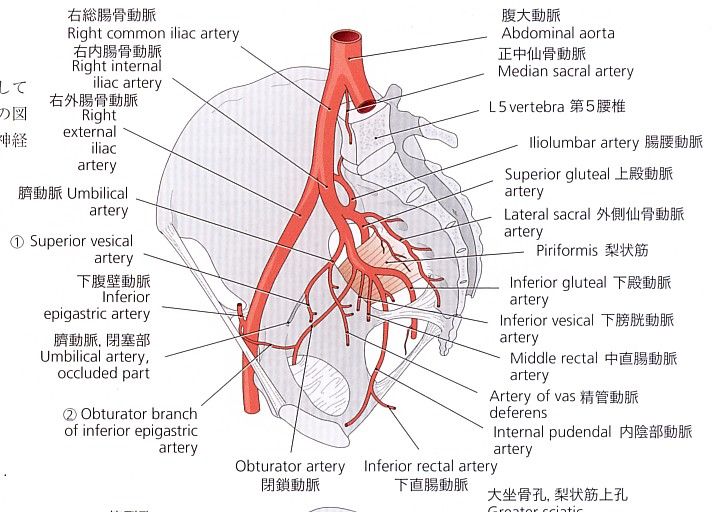 内腸骨動脈 フィニッシュ カイロ 脳身研究所のblog