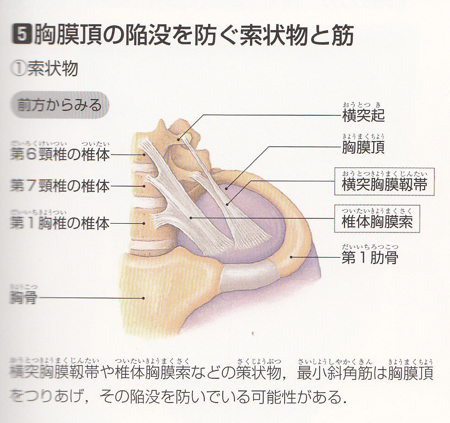 じゃがむと痛い →頭部後屈 →椎体胸膜索か? : フィニッシュ カイロ 脳身研究所のblog