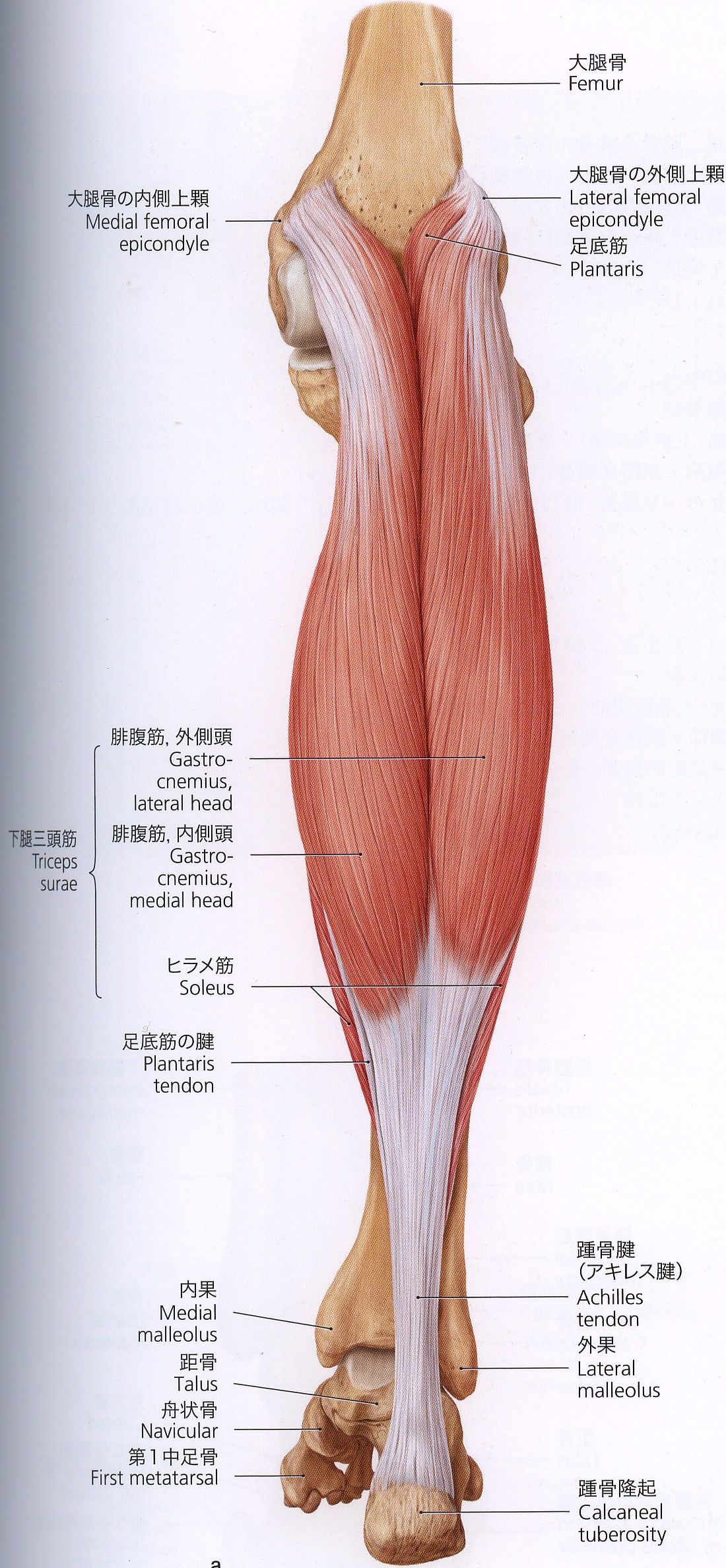 腓腹筋内側頭 膝窩筋 押したらとても痛いんです フィニッシュ カイロ 脳身研究所のblog
