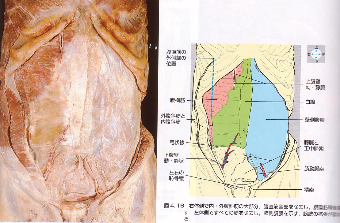 解剖学 フィニッシュ カイロ 脳身研究所のblog
