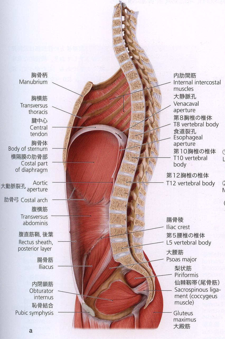 横隔膜を境にした胸膜 心膜 肝冠状間膜のリコイル フィニッシュ カイロ 脳身研究所のblog