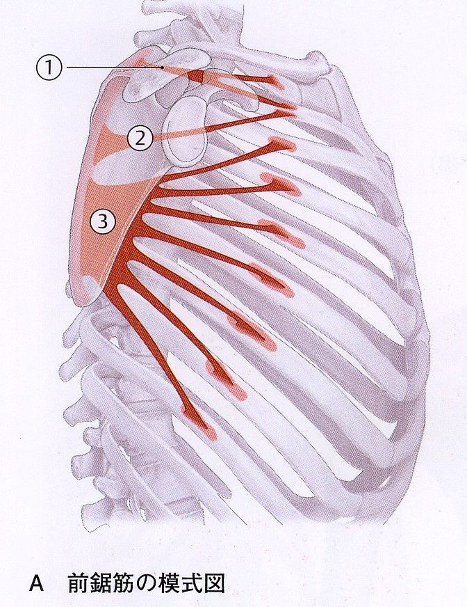 足関節が痛いんですけど おお これは前鋸筋下部線維 フィニッシュ カイロ 脳身研究所のblog