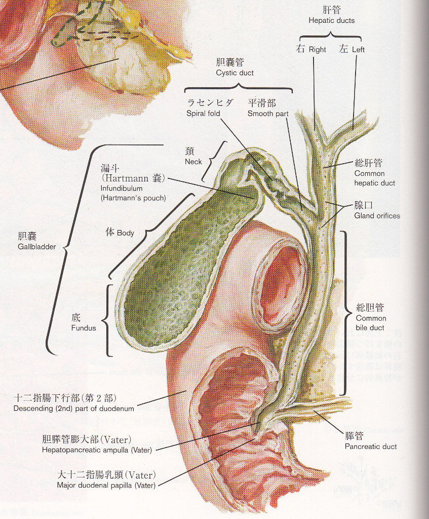 括約筋 oddi