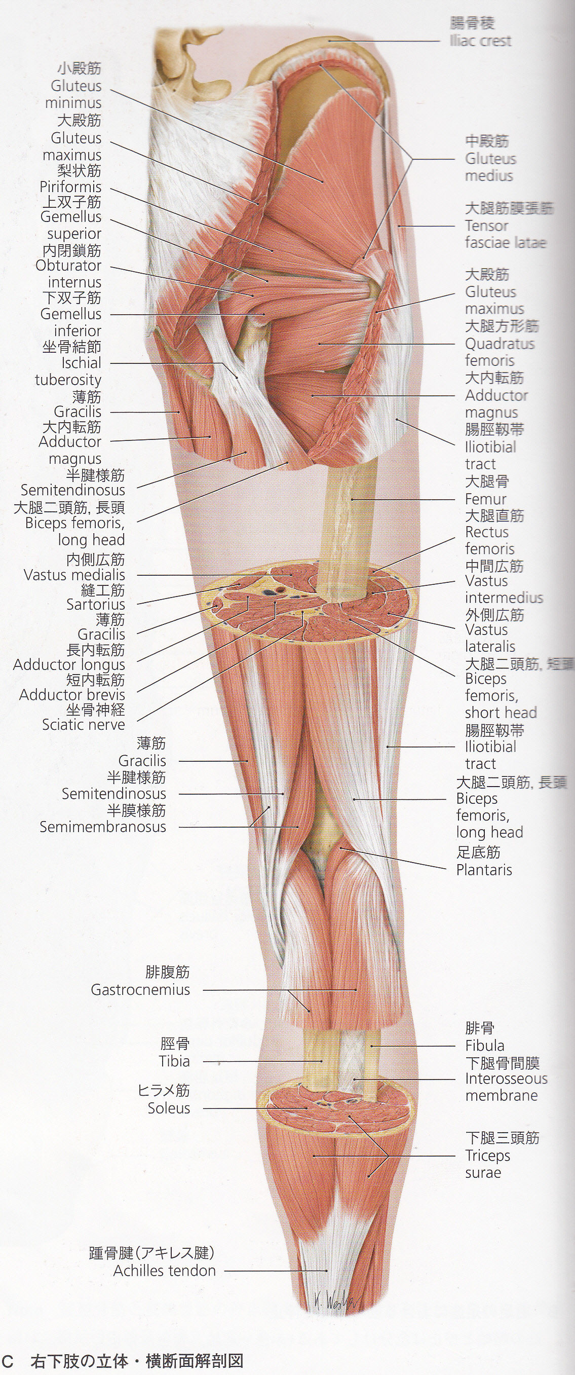 しゃがむと膝が痛い 大腿四頭筋 いいえ フィニッシュ カイロ 脳身研究所のblog しゃがむと膝が痛い 大腿四頭筋 いいえ フィニッシュ カイロ 脳身研究所のblog