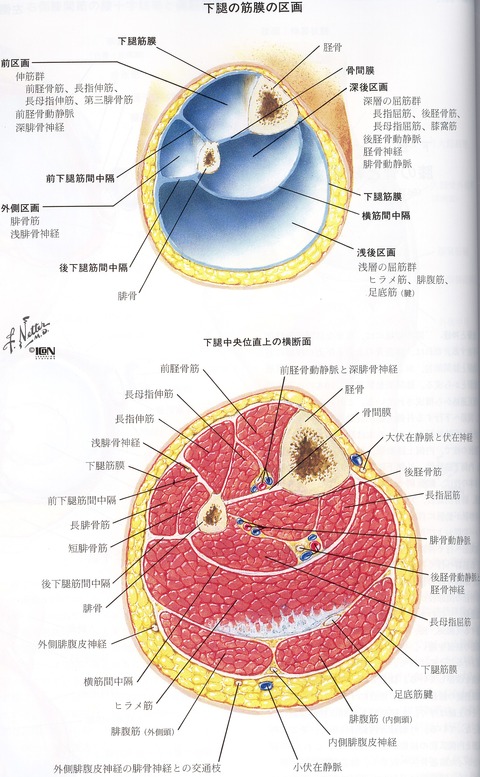 下腿の筋の横断面