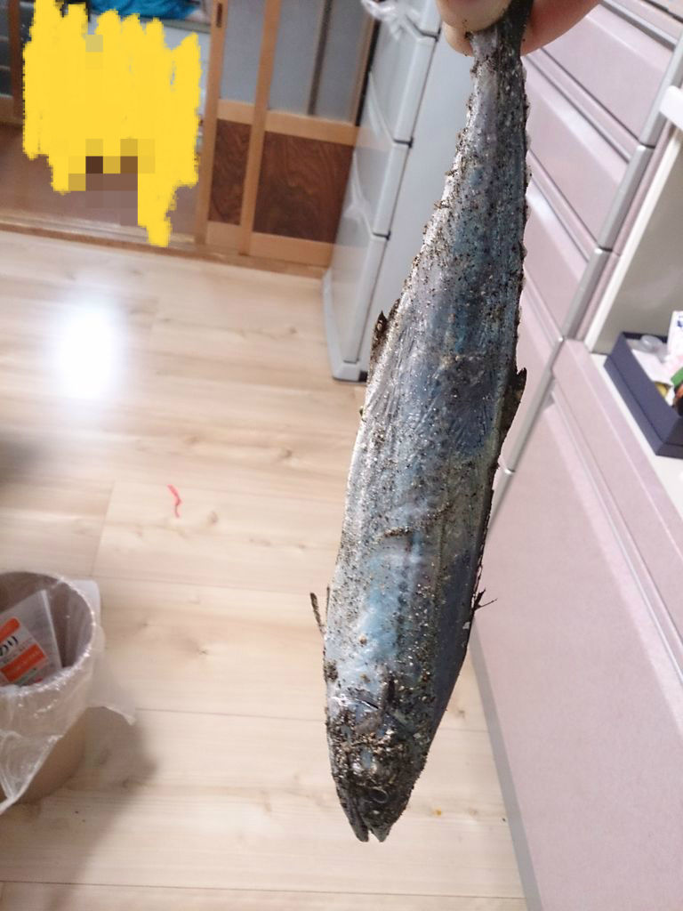 太刀魚が増えてきた 由良 そしてサゴシも あばらさんの田舎日誌
