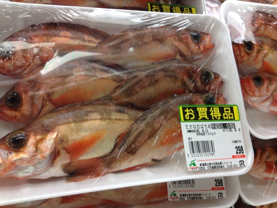 佐渡合宿1日目 佐渡の海の幸を紹介します 子ぐまの日記 情熱編