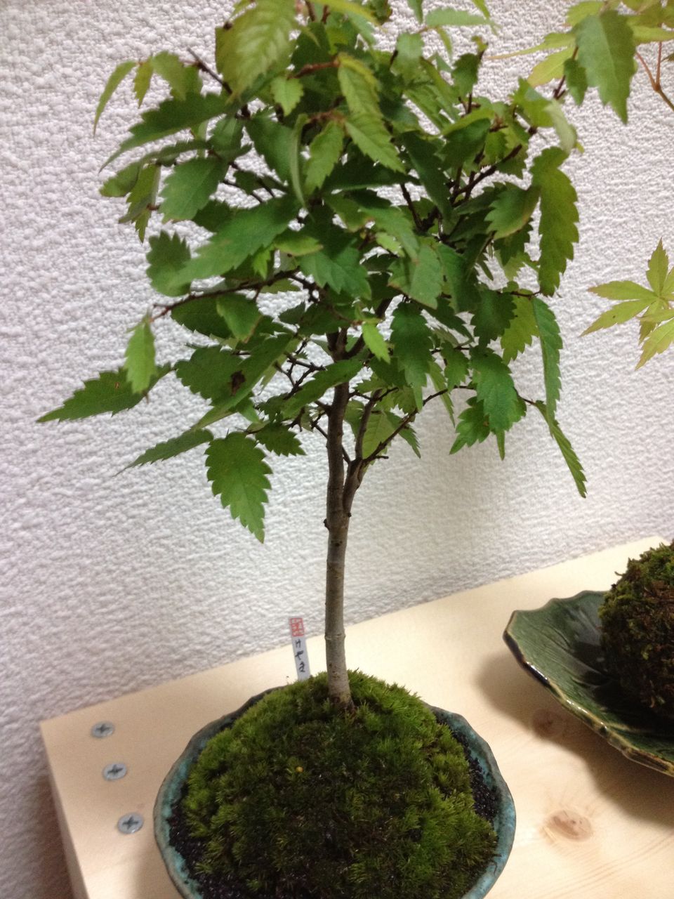 緑屋 凛 さんで素敵な欅ともみじのミニ盆栽を買ったよ 子ぐまの日記 情熱編 緑屋 凛 さんで素敵な欅ともみじのミニ盆栽を買ったよ 子ぐまの日記 情熱編