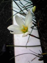 花1