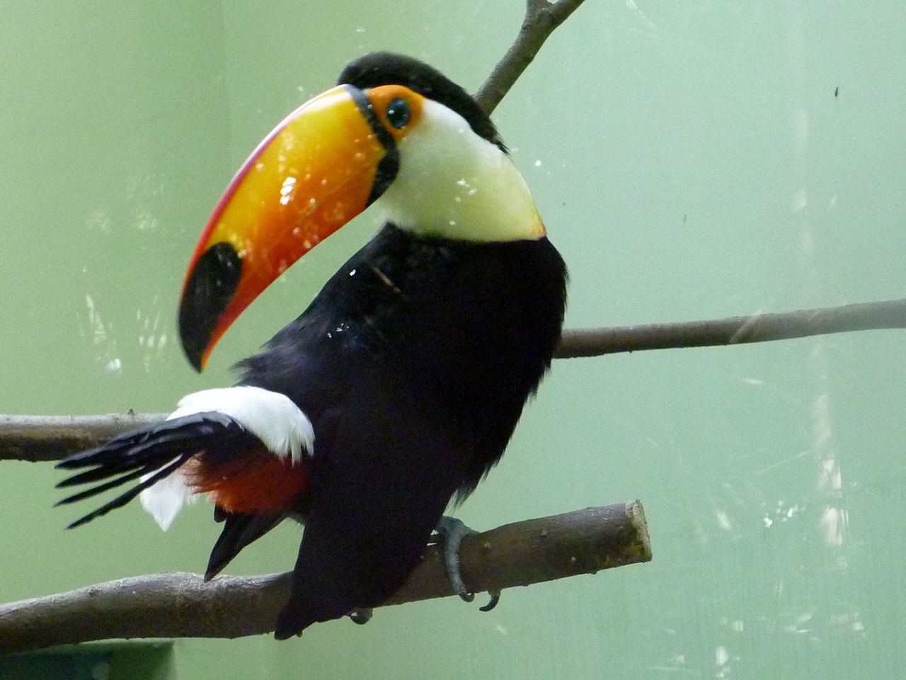 上海動物園 鳥区の続き 私の大切にするもの