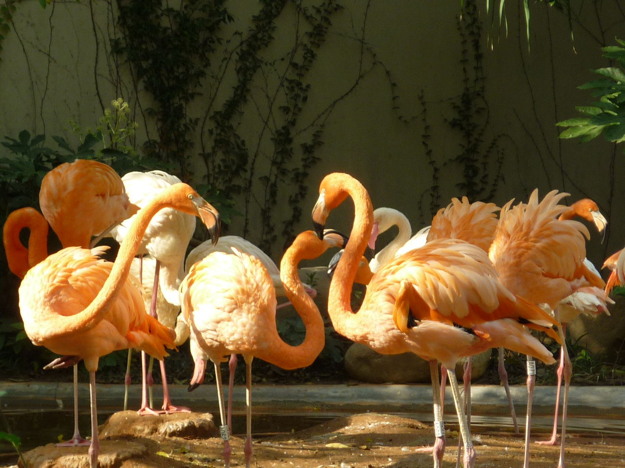 上海動物園 鳥区の続き 私の大切にするもの