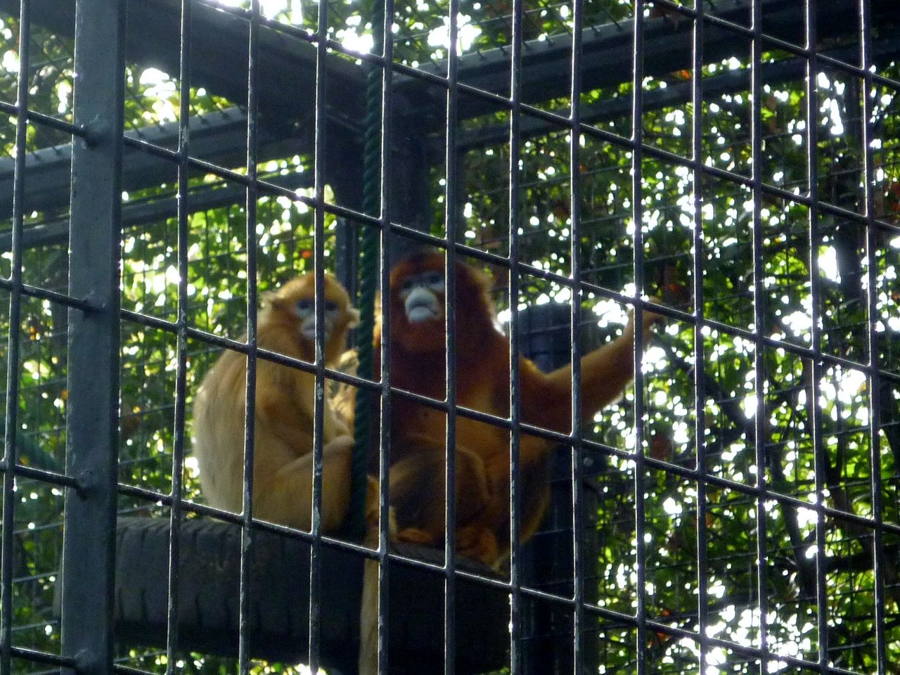 上海動物園 キンシコウさま 私の大切にするもの