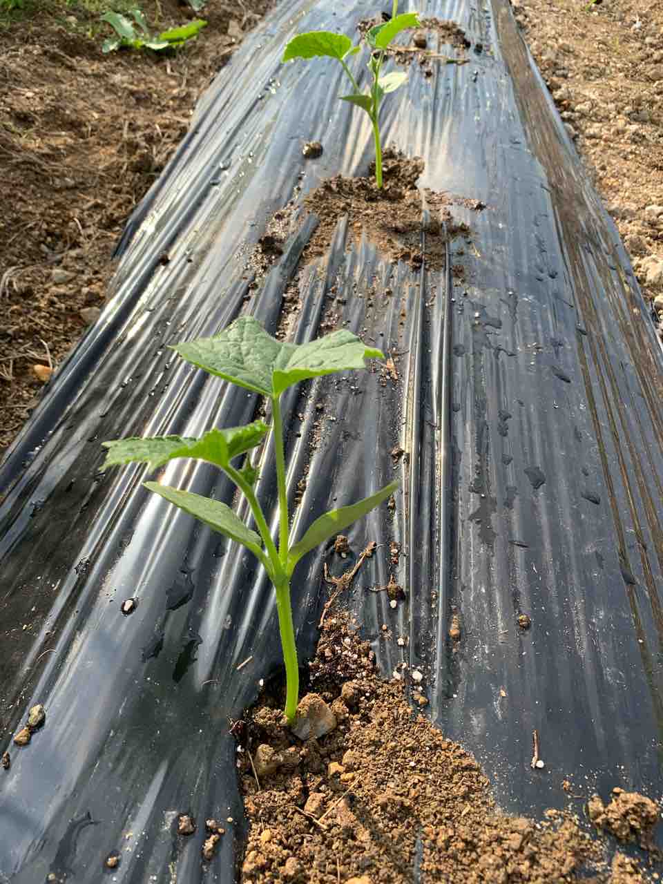きゅうり 北進 苗植え きらく農園 きゅうり 北進 苗植え きらく農園