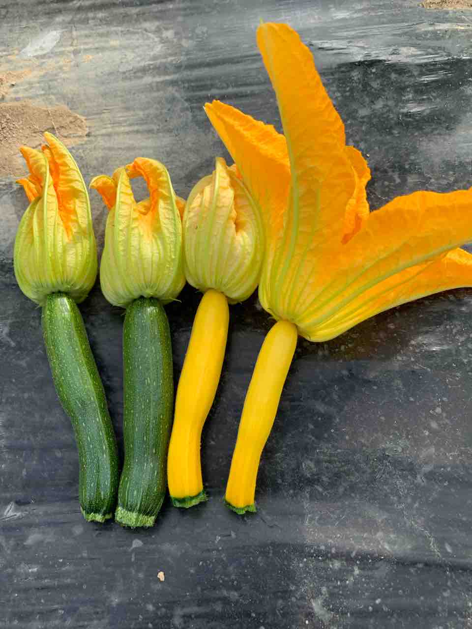 花ズッキーニ とは きらく農園 花ズッキーニ とは きらく農園