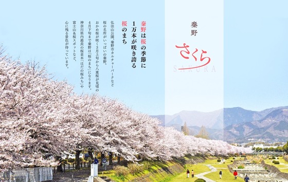 秦野は桜のまち１