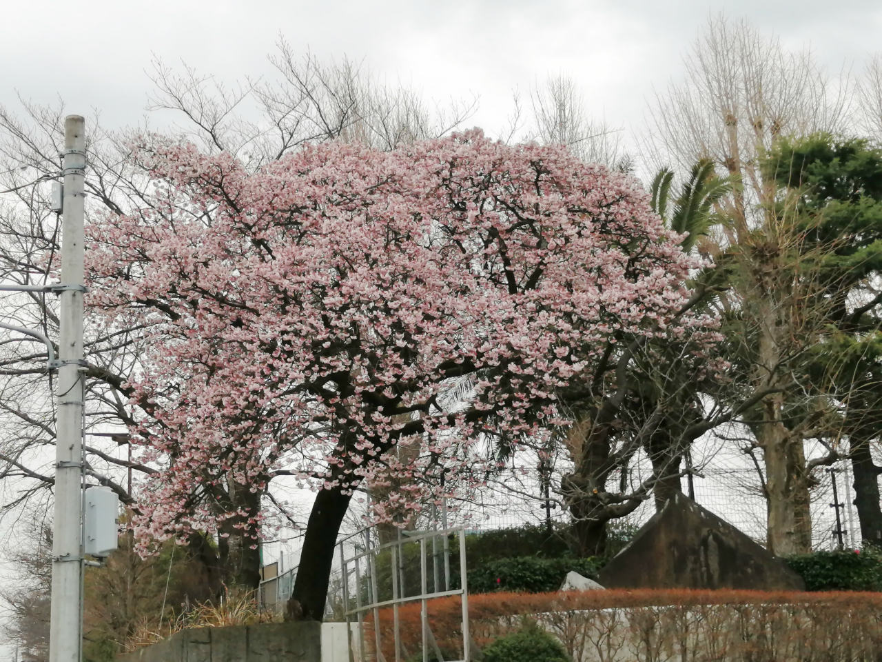 今年も一足早い秦野高校の早咲き桜 丹沢z3の気まぐれブログ 今年も一足早い秦野高校の早咲き桜 丹沢z3の気まぐれブログ