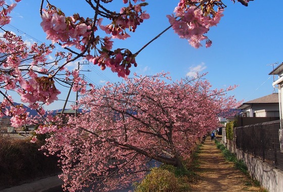 河津桜 南足柄