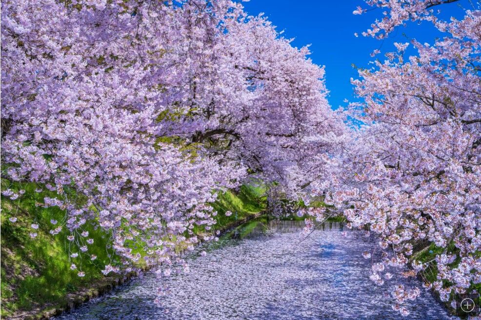 なぜ桜前線は「北上」しなくなったのか 桜の開花時期に異変！ 2100年までに起こりうること : 丹沢z3の気まぐれブログ