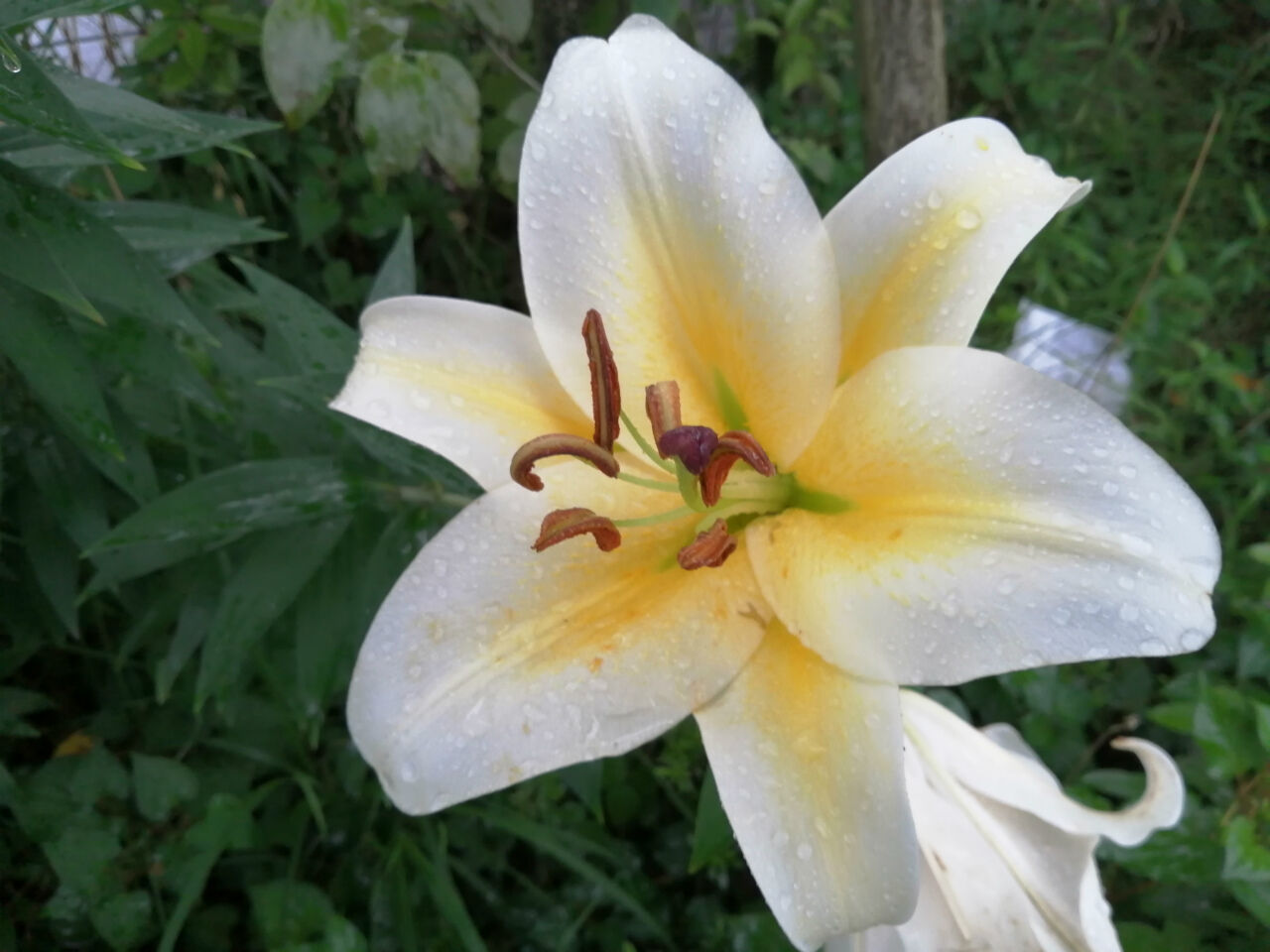 ユリの花が かたまり で咲いている 当り年か 丹沢ｚ３の気まぐれブログ