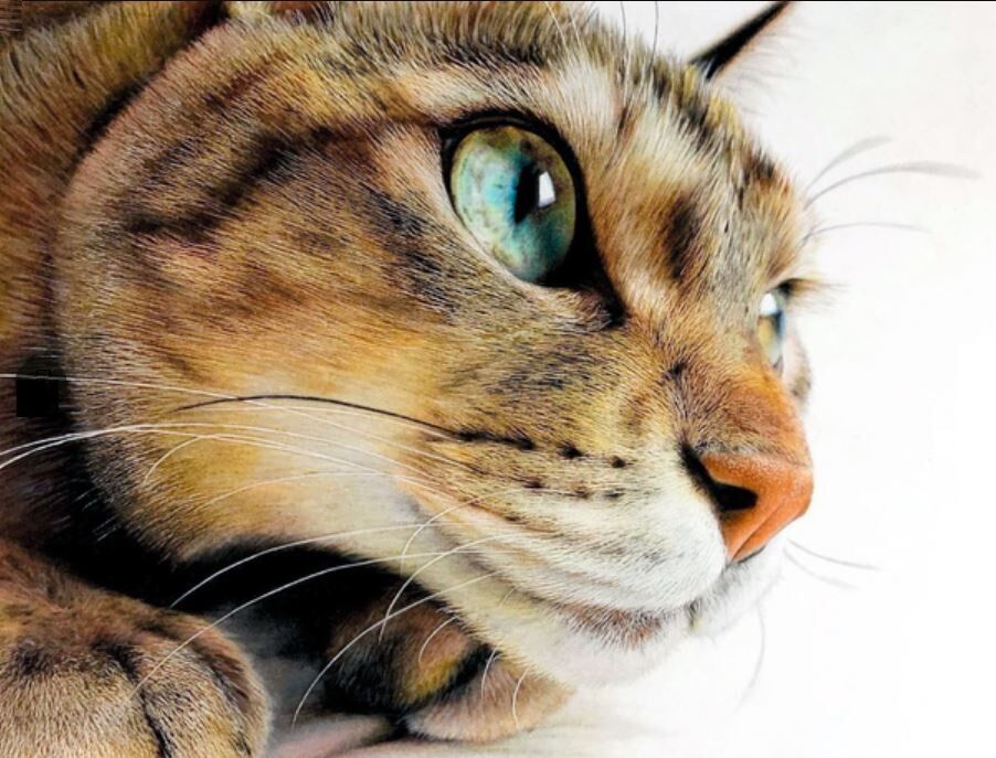 ええ これが色鉛筆画 信じられない精密さ 丹沢ｚ３の気まぐれブログ